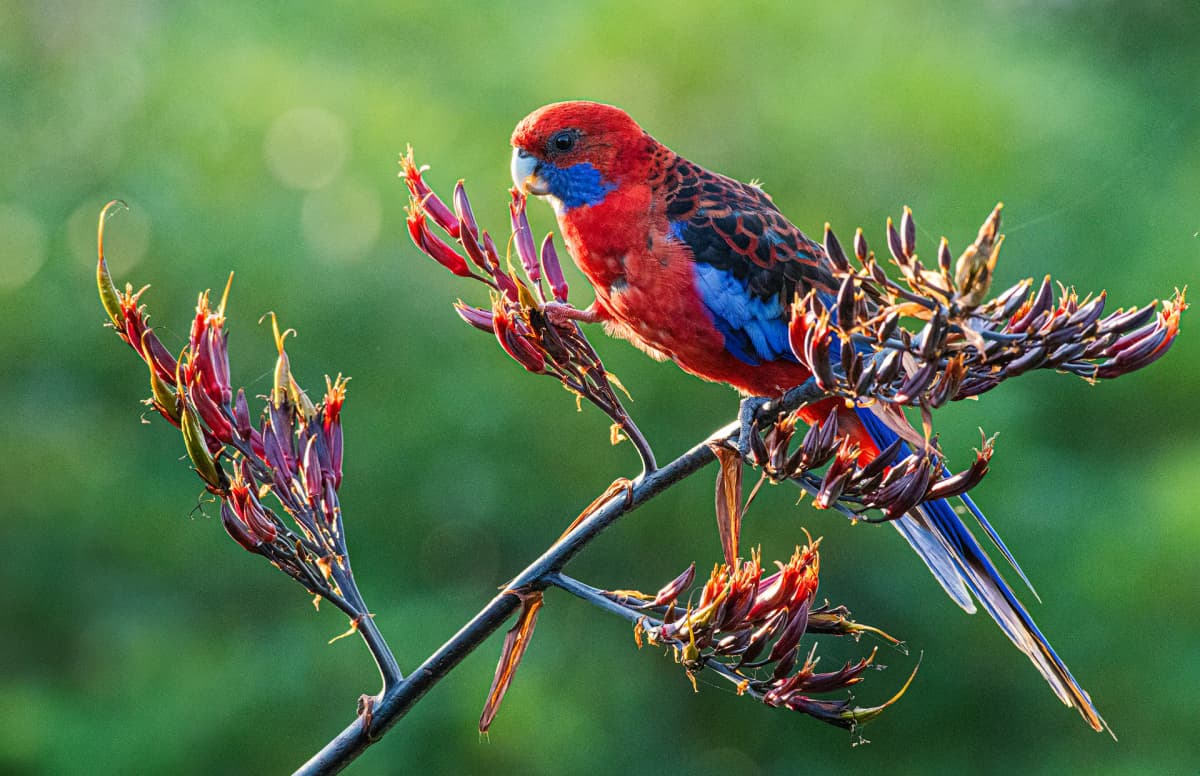 Birder’s Paradise