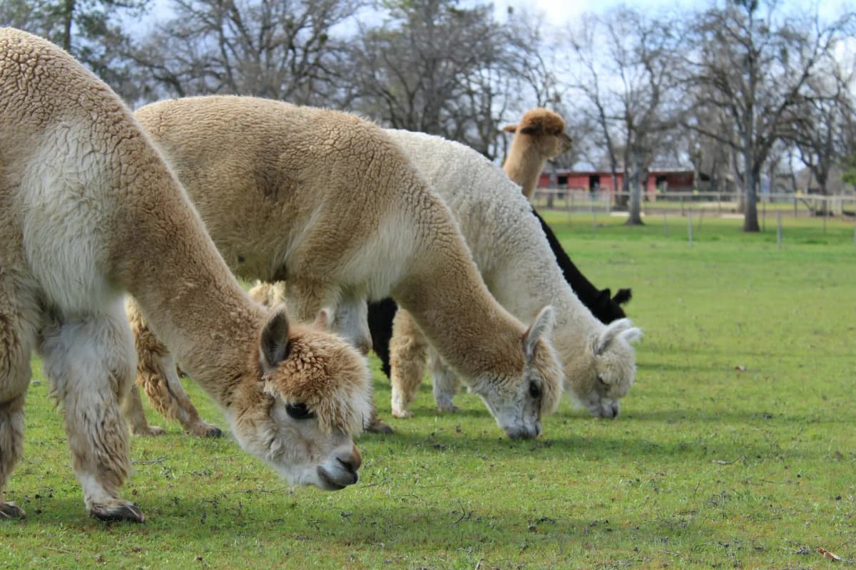 A Kids’ Weekend in Daylesford